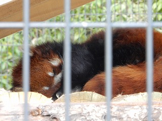 写真：レッサーパンダ（9月15日）