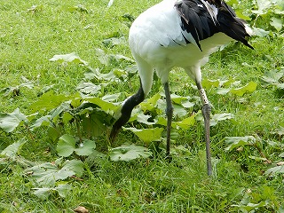 写真：タンチョウ