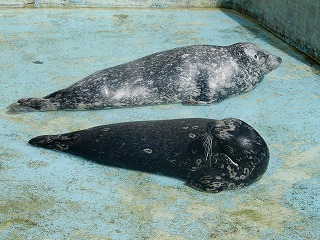 写真：ゼニガタアザラシ（9月24日）