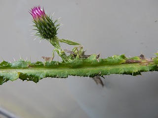 写真：セイヨウオニアザミの茎