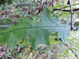 写真：セイヨウオニアザミの葉