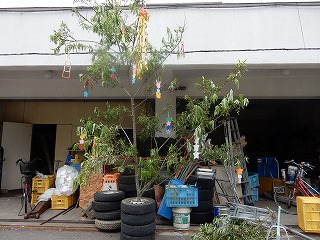 写真：設置前のヤナギの樹