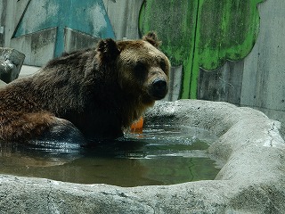 写真：ヒグマ