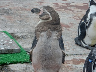 写真：フンボルトペンギン1
