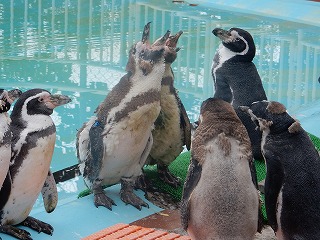 写真：フンボルトペンギン2