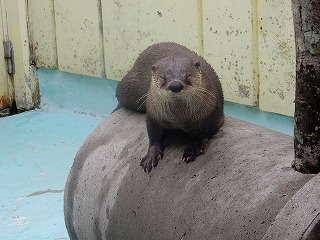 写真：カナダカワウソ