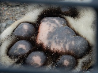 写真：アムールトラの肉球