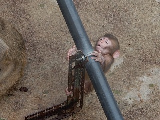 写真：子ザル1