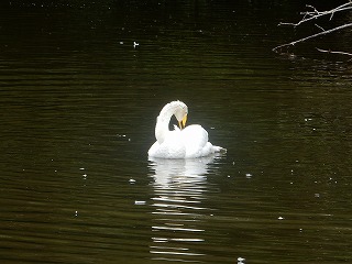 写真：オオハクチョウ