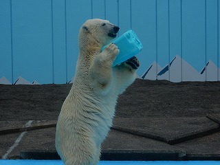 写真：ホッキョクグマ2