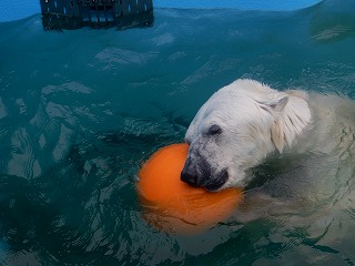 写真：ホッキョクグマ9