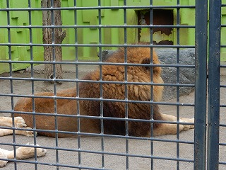 写真：ライオン夫婦1