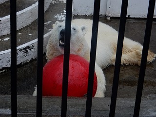 写真：ホッキョクグマ1