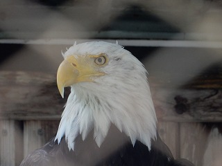 写真：ハクトウワシ