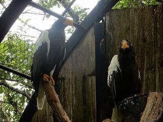 写真：オオワシ