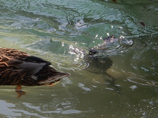 写真：キンクロハジロ2