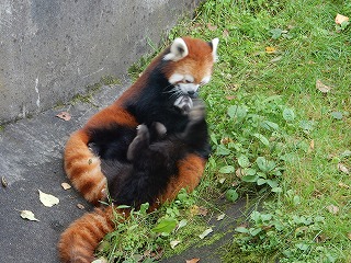 写真：レッサーパンダ2