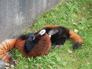 写真：レッサーパンダ1