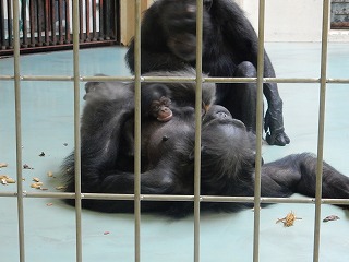 写真：チンパンジーの親子5