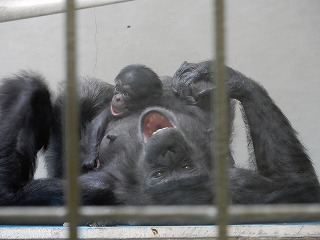 写真：チンパンジーの親子3