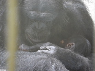 写真：チンパンジーの親子2