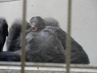 写真：チンパンジーの親子4