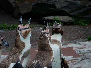 写真：鳴いているペンギン