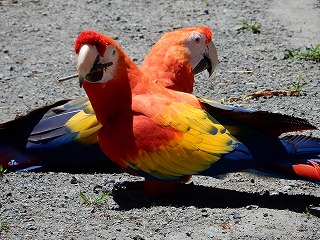 写真：アカコンゴウインコ