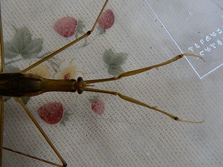 写真：ミズカマキリのカマ