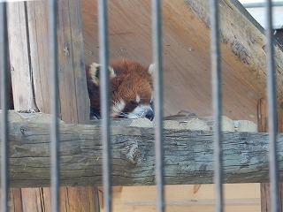 写真：レッサーパンダ1