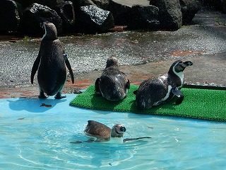 写真：フンボルトペンギン