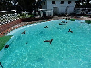 写真：プールで泳ぐフンボルトペンギンたち