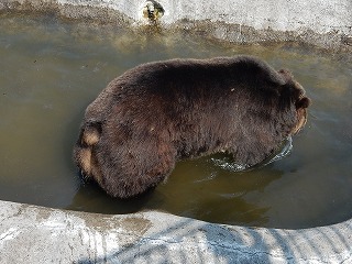 写真：ヒグマ3