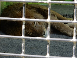 写真：ライオン（7月17日）2