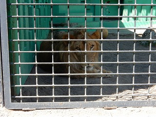 写真：ライオン（7月17日）1