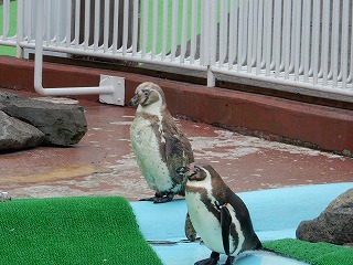 写真：換羽中のペンギン