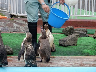 写真：ペンギンのパクパクタイム2