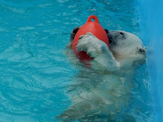 写真：ホッキョクグマ10