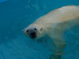 写真：ホッキョクグマ12