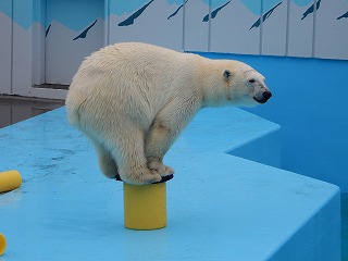 写真：ホッキョクグマ2