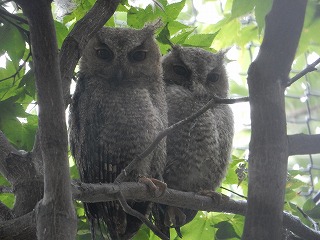 写真：オオコノハズクのヒナ