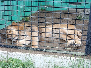 写真：ライオン（7月25日）2