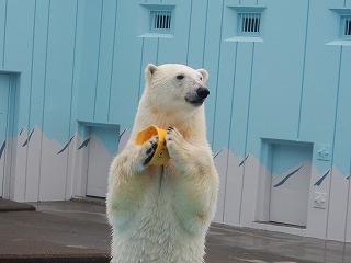 写真：ホッキョクグマ4