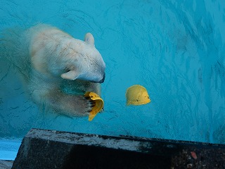 写真：ホッキョクグマ7