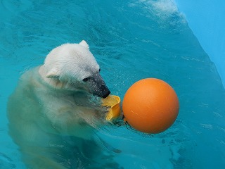 写真：ホッキョクグマ8