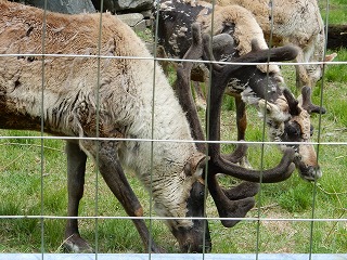 写真：トナカイ2