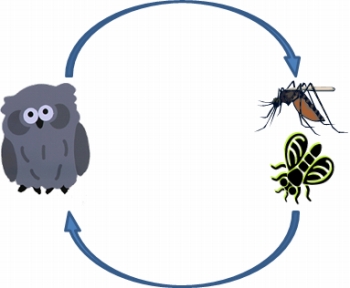 イラスト：住血原虫の発育サイクル