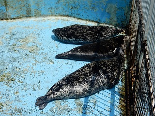 写真：ゼニガタアザラシ（6月16日）