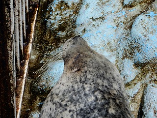 写真：アラレの寝顔