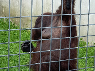 写真：チンパンジー1
